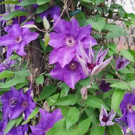 Garden's Pensiune *